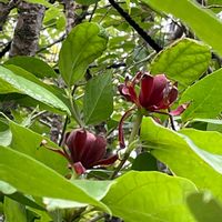 クロバナロウバイ,スイレン,ロウバイ,クロロウバイ,ニオイロウバイの画像