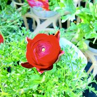 ラナンキュラス,お出かけ先にて,GSに感謝。,わんこと暮らす,真っ赤な火曜日の画像