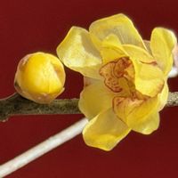 ロウバイ,蝋梅(ロウバイ),癒し,いい香り♡,今日のお花の画像