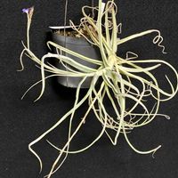 チランジア,マレモンティーの画像