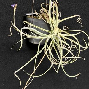 チランジア,マレモンティーの画像