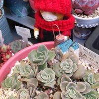 オキナワスズメウリ,ラブリーローズ,わたあめ,おもち。,クラウゼンの画像