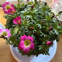 クモマグサの画像