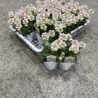 ネメシア,ネメシア　ピンクレモネード,きぬたのイチオシの画像