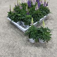 ルピナス,ルピナス ピクシーデライト,きぬたのイチオシの画像