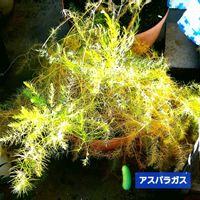 アスパラガス,観葉植物,自家製野菜,植物男子ベランダー,ベランダの画像