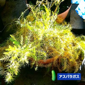 アスパラガス,観葉植物,自家製野菜,植物男子ベランダー,ベランダの画像