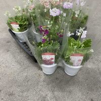 メラコ,きぬたのイチオシ,メラコ　ウインティーの画像