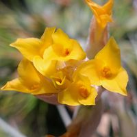 チランジア,ビザール プランツ,ブロメリア,ビザールプランツ,エアープランツ/チランジアの画像