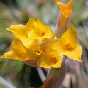 チランジア,ビザール プランツ,ブロメリア,ビザールプランツ,エアープランツ/チランジアの画像