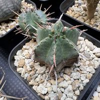 貴青玉,ユーフォルビア メロフォルミス,多肉植物,ユーフォルビア,多肉植物のある暮らしの画像