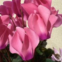 シクラメン,ガーデニング,冬の庭,リビング・ダイニングの画像