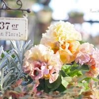 パンジー,パンジー ローブドゥアントワネット,寄せ植え,シルバーリーフ,かわいいな♡の画像