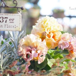 パンジー,パンジー ローブドゥアントワネット,寄せ植え,シルバーリーフ,かわいいな♡の画像