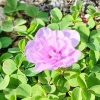 オキザリス,バラ咲きオキザリス　オックスローズ,庭の画像