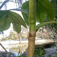 カクレミノ,冬芽と葉痕,冬芽葉痕クイズだよ！,冬芽葉痕クイズだよ！,お出掛け先の画像