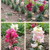 キンギョソウ,お出かけ先の画像