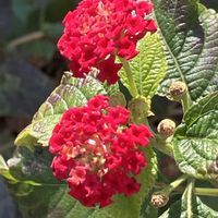 ランタナ,真っ赤な火曜日,Juneの会,秘密の花園♡,2020年6月同期No.003の画像
