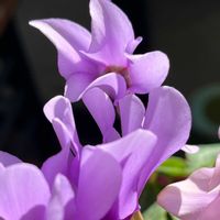 シクラメン,平和を願う☆,むらさき,いつまでも友達でいよう♡の画像