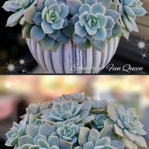 ファンクイーン,パールフォンニュルンベルグ,シュガーゼリー,多肉植物,育てやすい多肉植物の画像