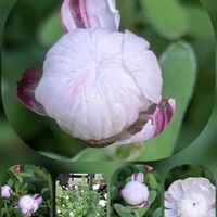 キク,ソバ,ハナカンザシ,ラナンキュラス　ラックス,シマカンギクの画像