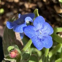 #ガーデニング,青い花マニア,エクステリアの画像