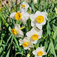 スイセン,スイセン,花のある暮らしの画像