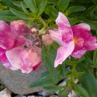 キンギョソウ,はなのある暮らし,小さな庭,玄関アプローチの画像