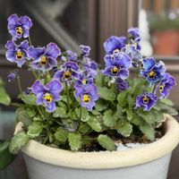 ヌーヴェル・ヴァーグ　ラピスラズリ,ヌーヴェル・ヴァーグ　ラピスラズリ,玄関前,サトウ園芸の画像