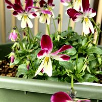 シクラメン,ビオラ,おでかけ先にての画像