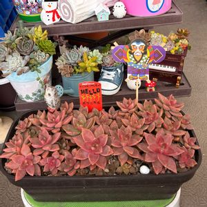 カリフォルニアサンセット,多肉植物,多肉中毒,ベランダ多肉,yu-yu-.カリフォルニアサンセットの画像