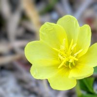 マツヨイグサ,お花,黄色の花,マツヨイグサ属,黄色のお花の画像