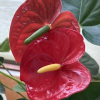 寄植え,ハンギング,真っ赤な火曜日,小さな庭,玄関アプローチの画像