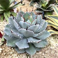 アガベ,アガベ・ポタトラム 吉祥冠の画像