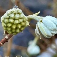 フユシラズ,ミツマタ,スギゴケ,セイヨウタンポポ,フラサバソウの画像