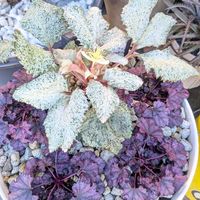 クリスマスローズ,ヒューケラ,ユーフォルビアの画像