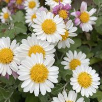 キク,うちのネコの画像