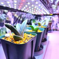 アガベ,多肉植物,多肉大好き,アガベ チタノタ オテロイの画像