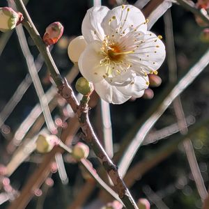 スマホ撮影,広い庭の画像
