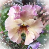 パンジー・ビオラ,パンジー フェデネージュ,フェデネージュ ルミエール,寄植え,プランター植えの画像