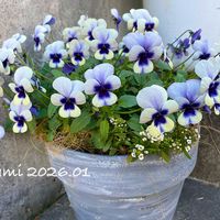 アリッサム,ビオラ・トルニー,寄せ植え,ビオラ・パンジー,見元園芸の画像