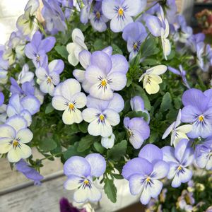 ビオラ フローラルパワー ブルーピコティ,成長記録,可愛い〜♡,花のある暮らし,彩りの画像