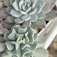 アガベ　笹の雪,クラウド,フェロモンの画像