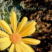 マーガレットコスモス,ユリオプスデージー,常緑低木,シルバーリーフ,黄色い花の画像