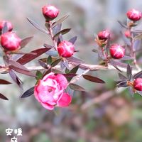 ギョリュウバイ,マーガレットストロベリーホイップ,挿し芽,花のある暮らし,冬の庭の画像