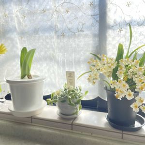 アマリリス,ガーベラ,オンシジューム,ディスキディアバリエガータ,癒しの画像