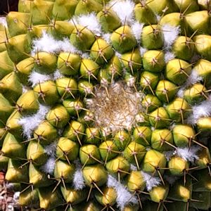 サボテン,金洋丸,うどん県人会,うどん県西支部,小さな庭の画像