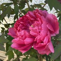 ボタン,ボタン,ボタン,ボタン,ロウバイの画像