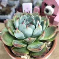 R7.10.28,R8.1.13,多肉植物,エケベリア属,クマと多肉日記の画像