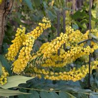 ヒイラギナンテンの画像